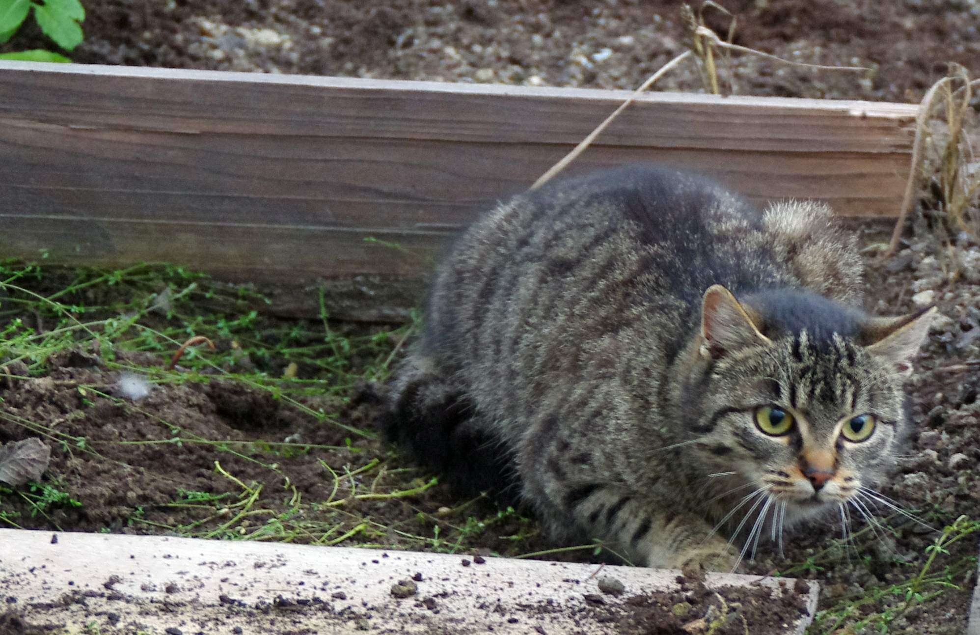 Přímo za čumákem - 1. charitativní pochod na pomoc útulkům 