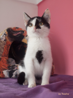 Představení útulku – Kočičí domov Sluníčko