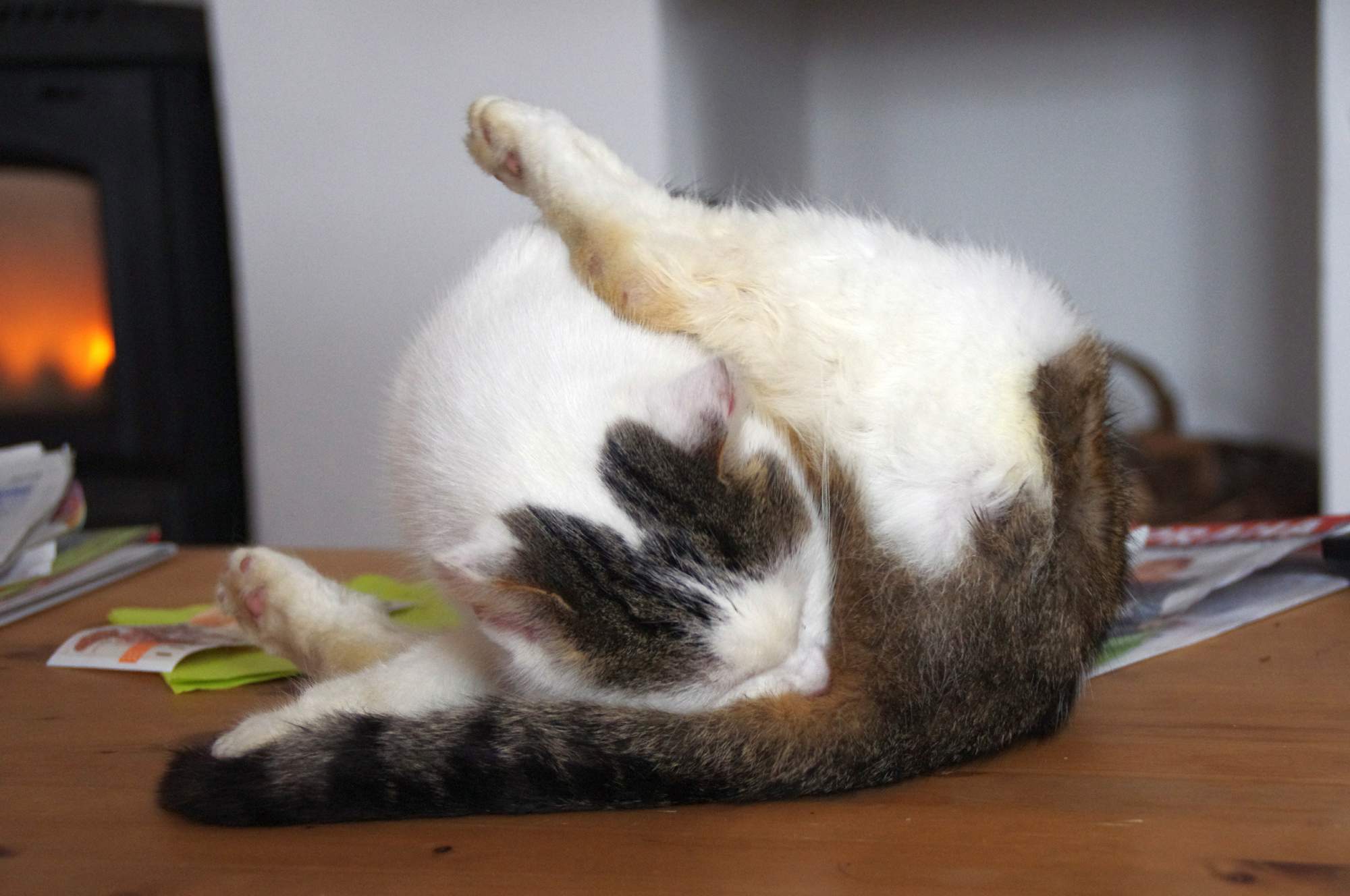 Blechy a klíšťata mohou překvapit i v předjaří