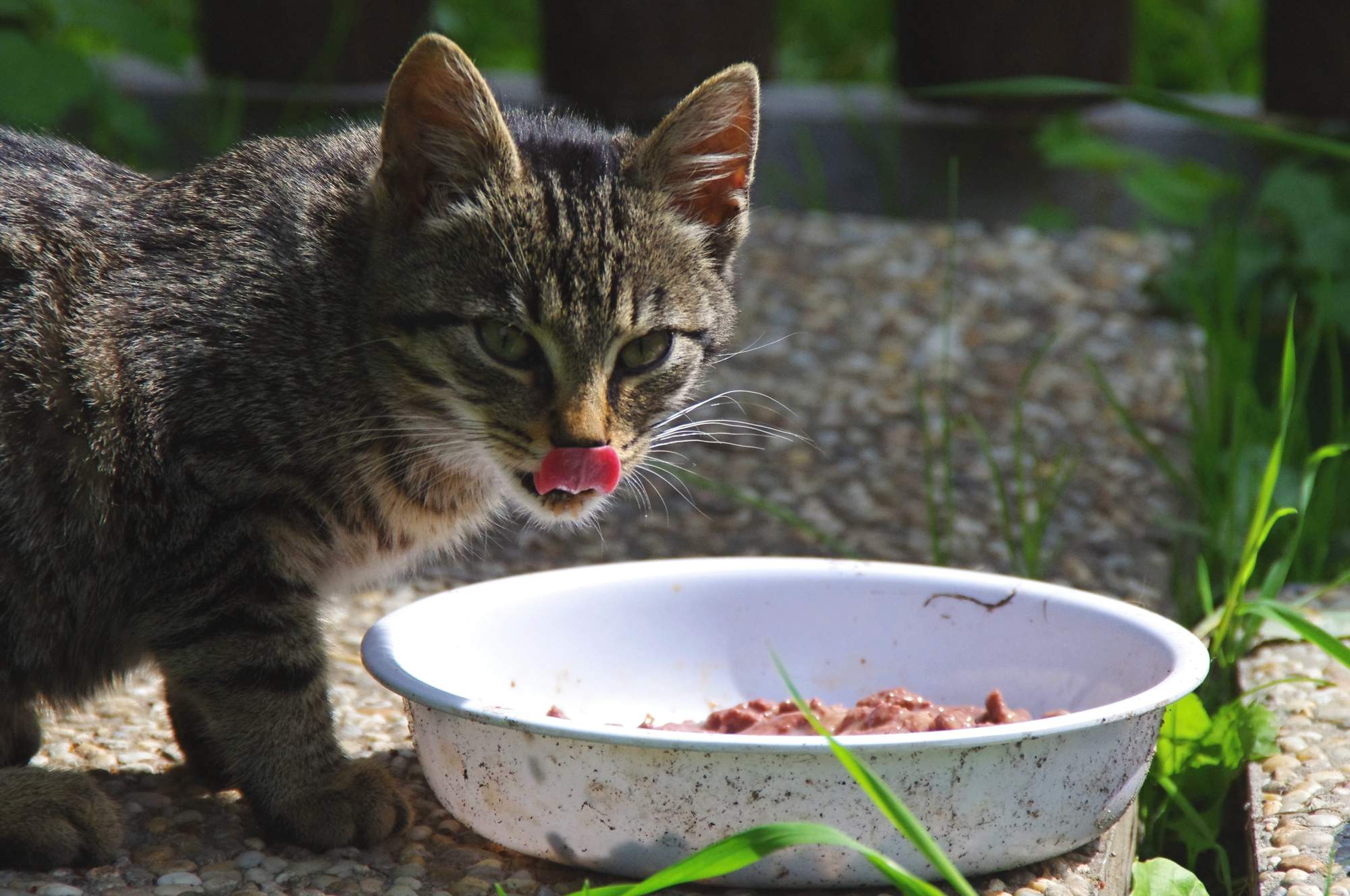 Čtvrtina psů a koček v ČR trpí obezitou