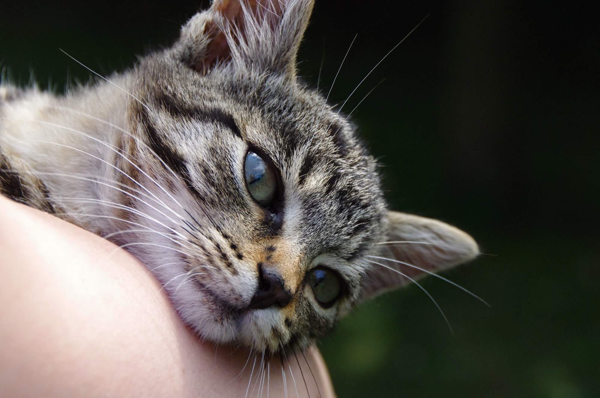 Jarní umisťovací výstava koček 