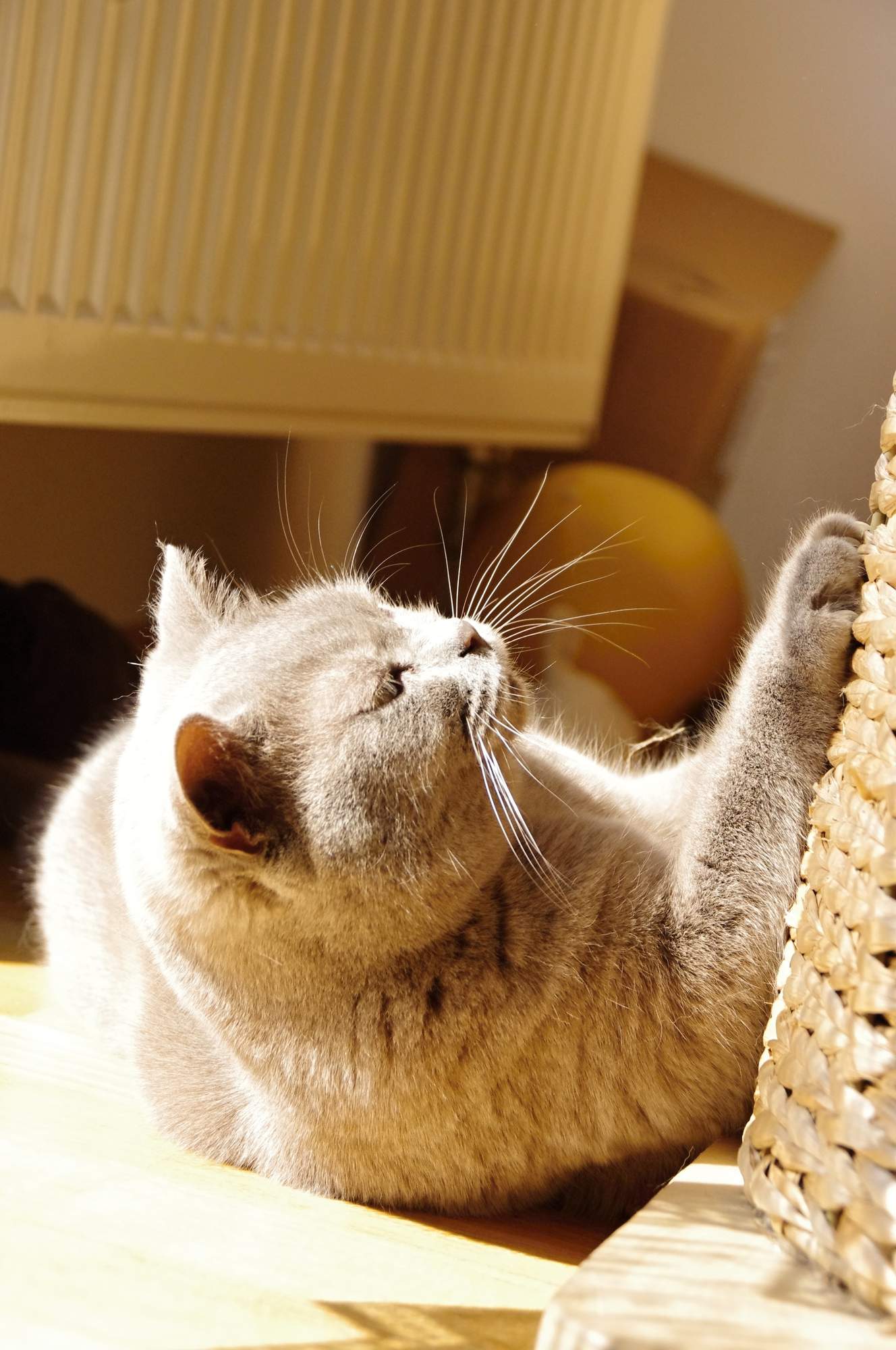 Pozvánka na veletrh FOR PETS