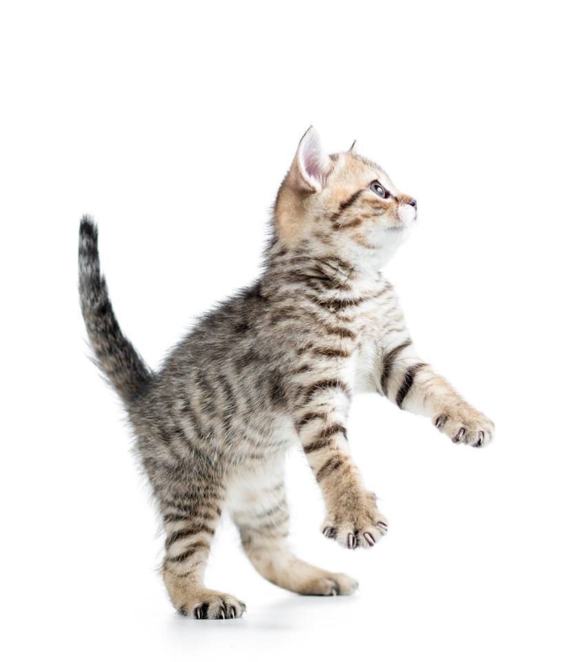 Tip pro kočičí pohodu