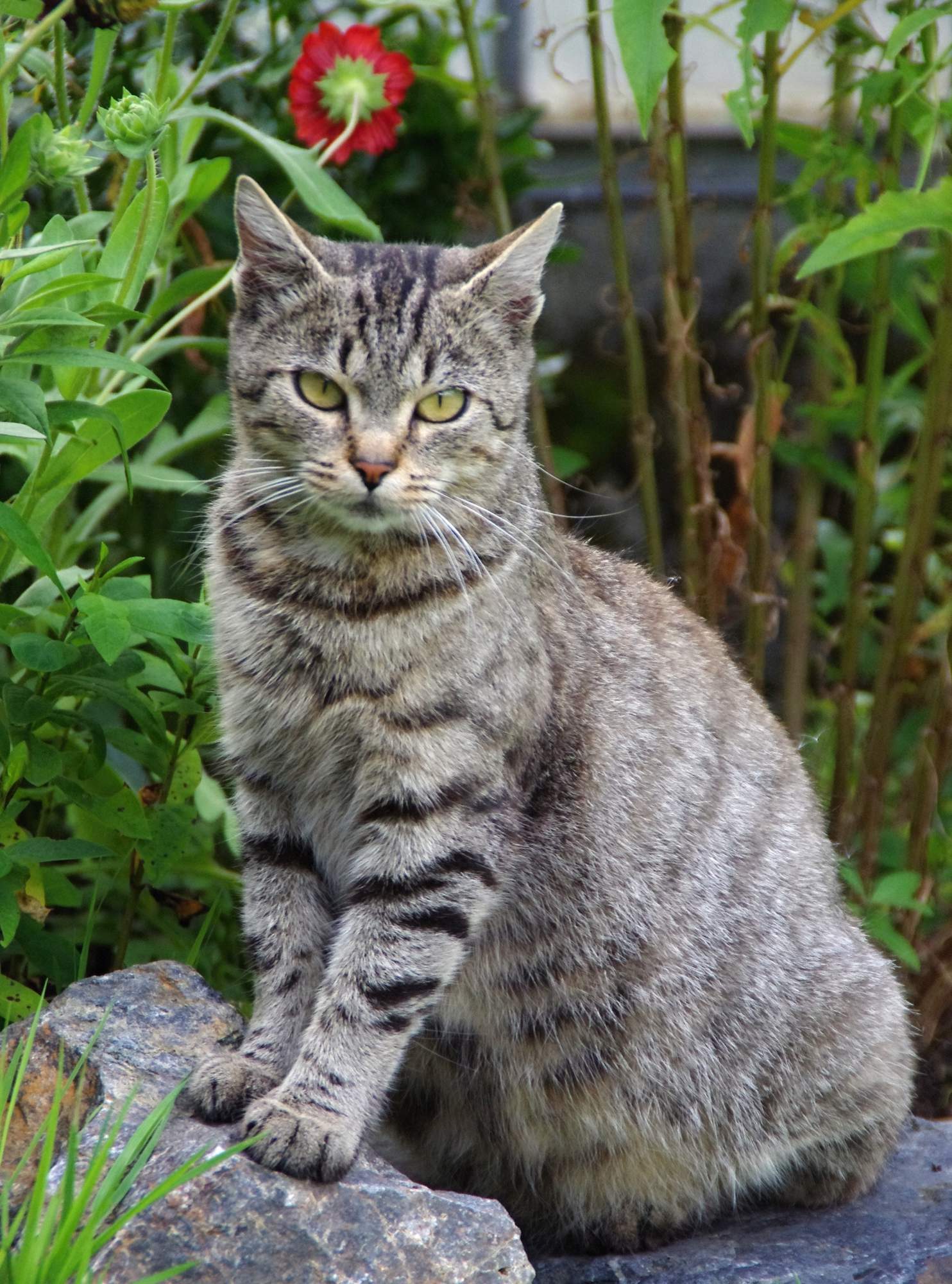 Výběr antiparazitik