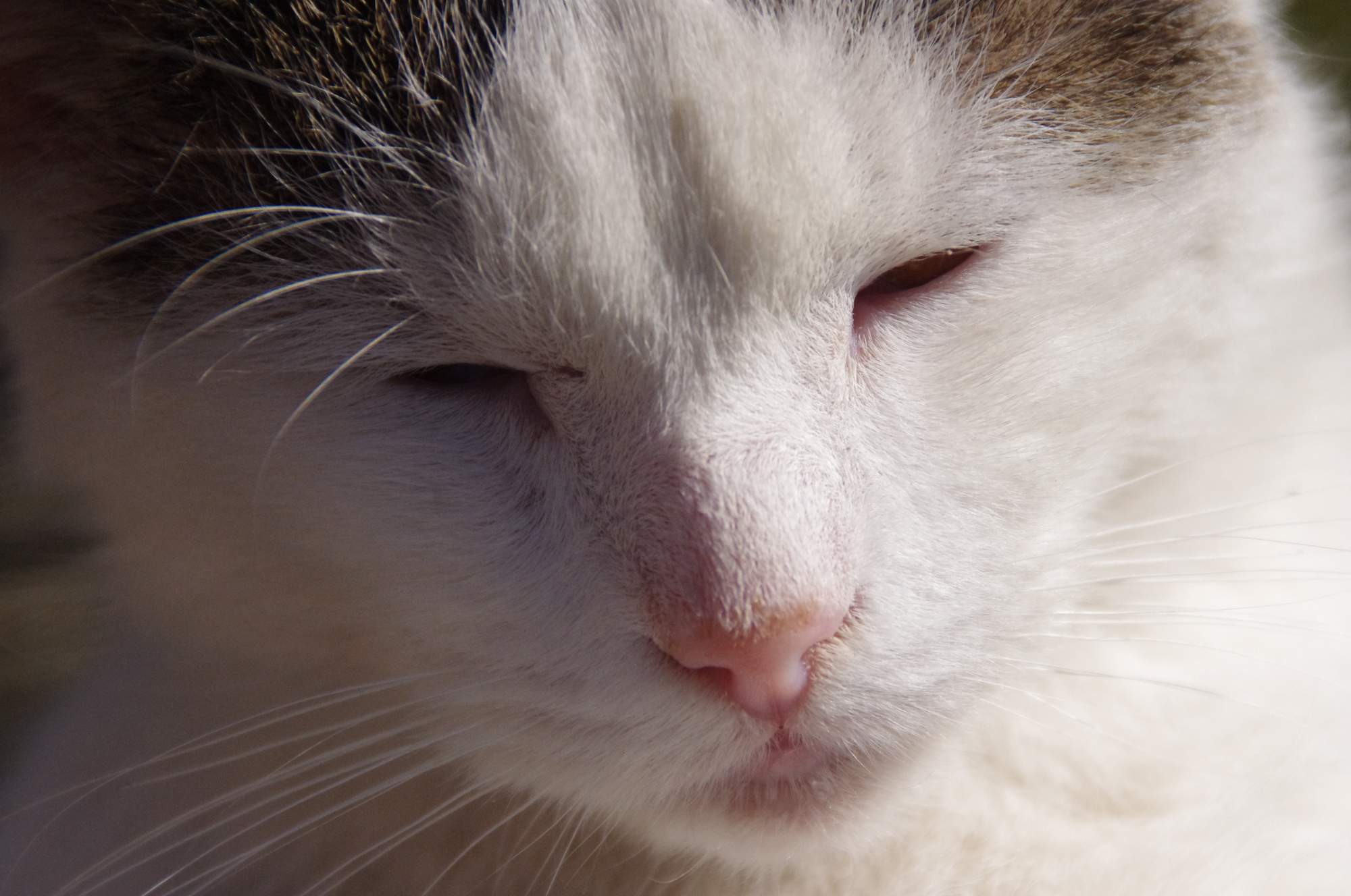 Zatočte s kočičí nadváhou