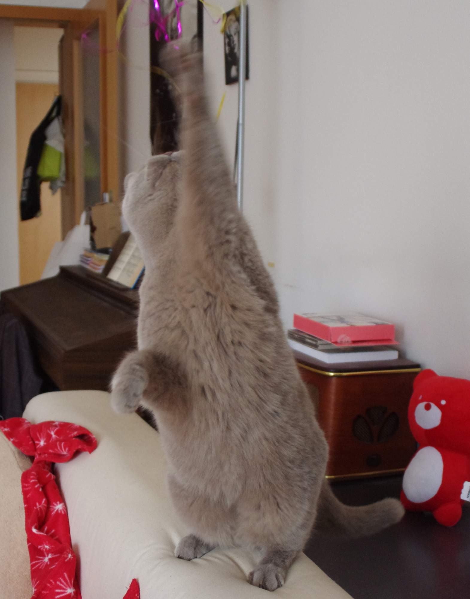 Kdy si s kočkou hrát?