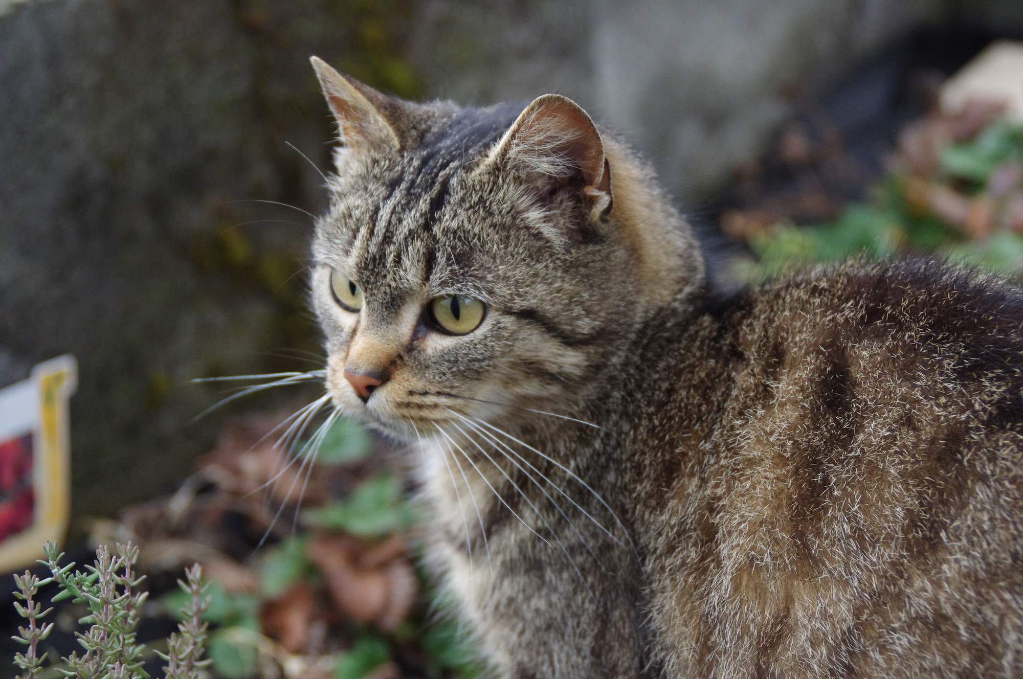 Správné odstranění klíštěte