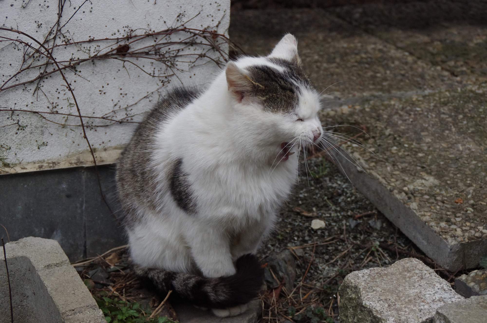 Pozvánka: 2. Májová výstava opuštěných koček