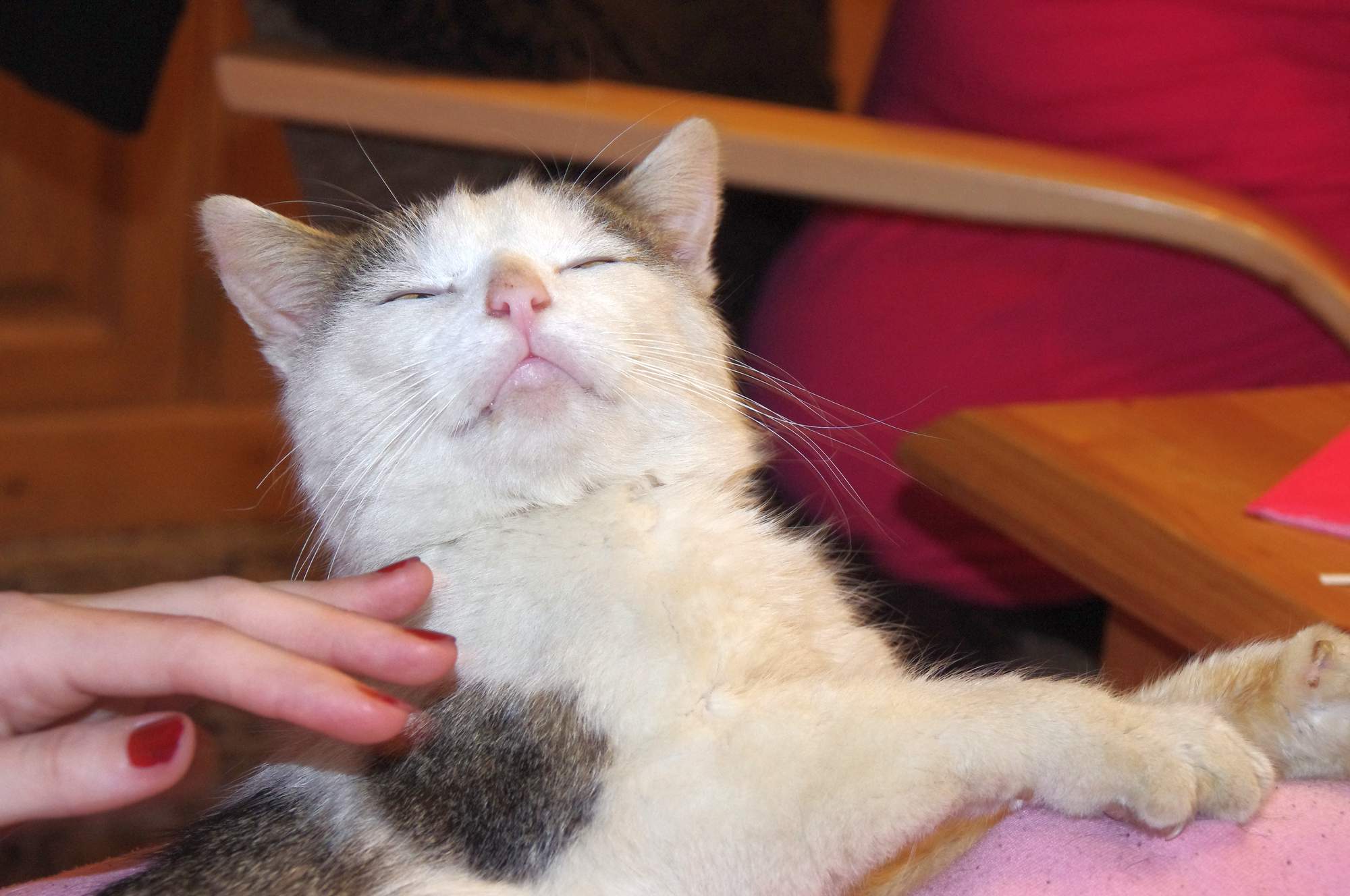 5 způsobů, jak potěšit kočku