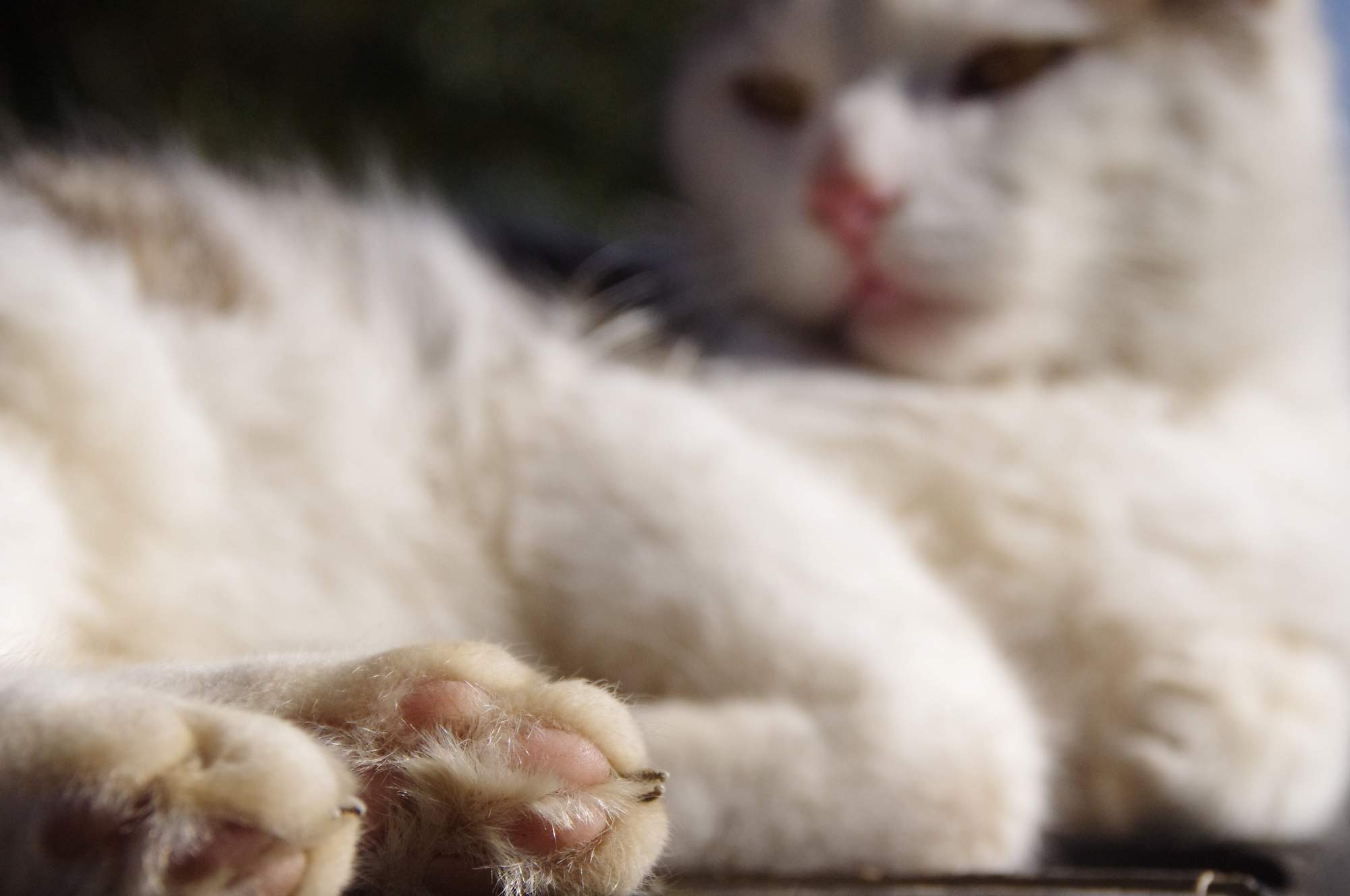 Jak nejlépe rozmrazit maso?