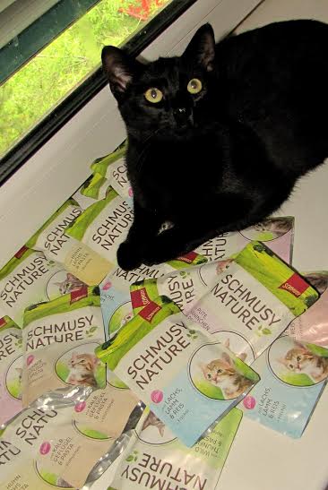 Milion korun pro opuštěné kočky