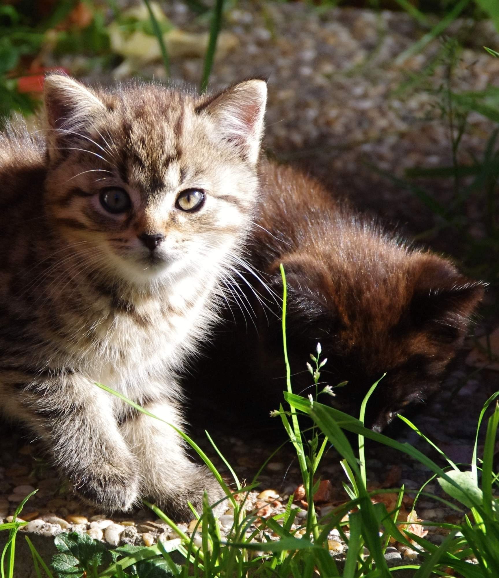 Barva kočičích očí