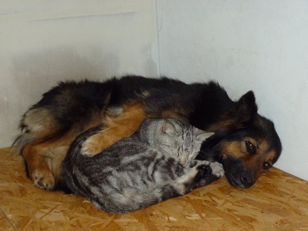 Pozor na antiparazitika, kočka není malý pes