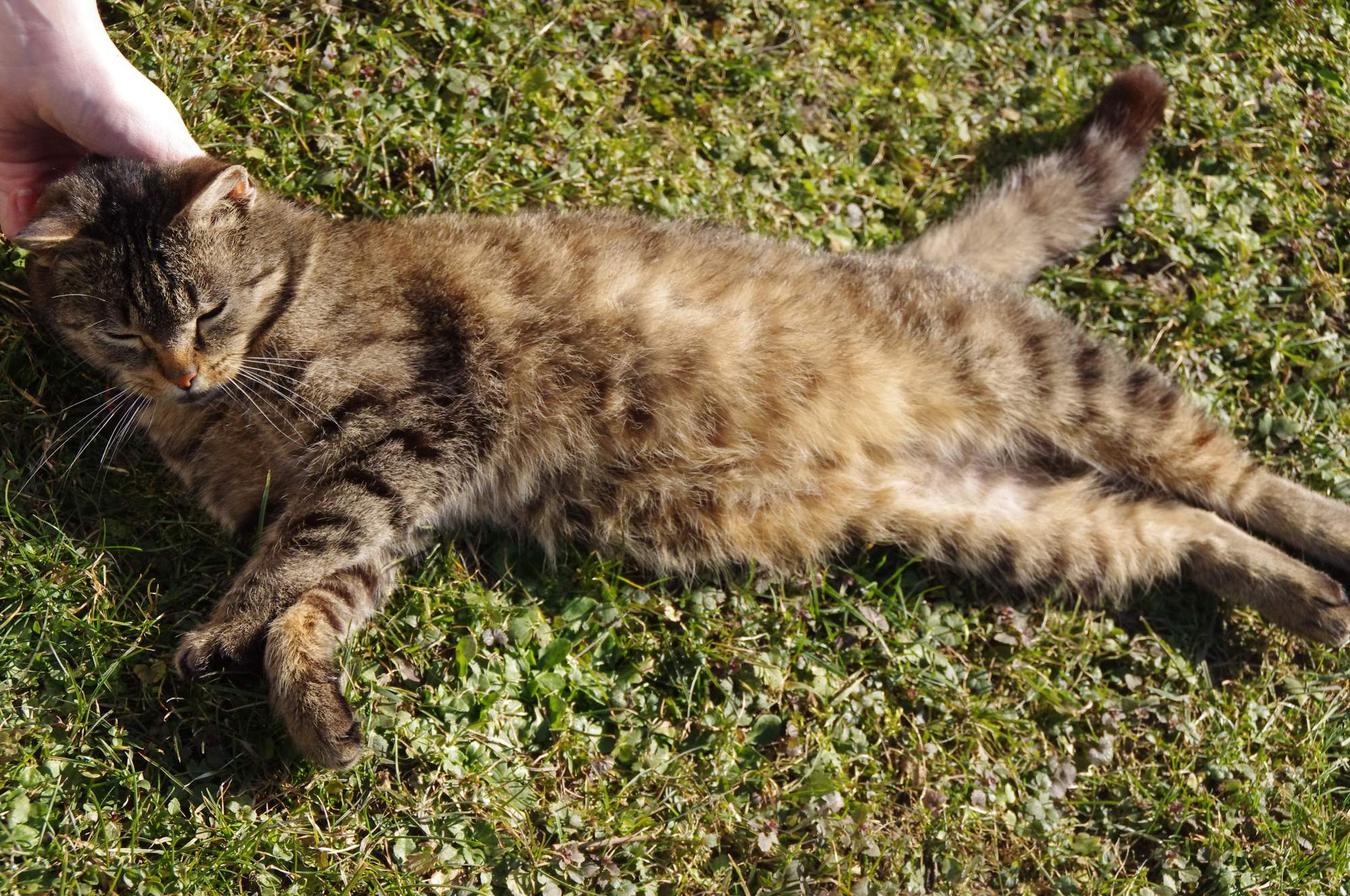 První říje koček