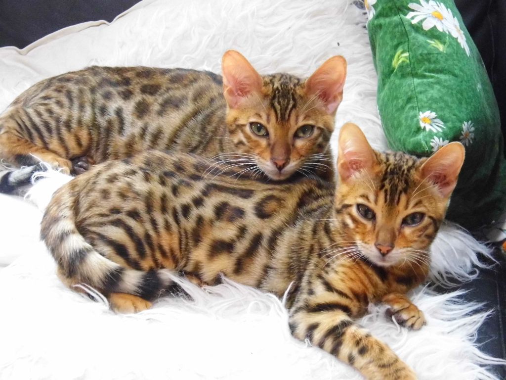 10 věcí, které byste o bengálkách měli vědět