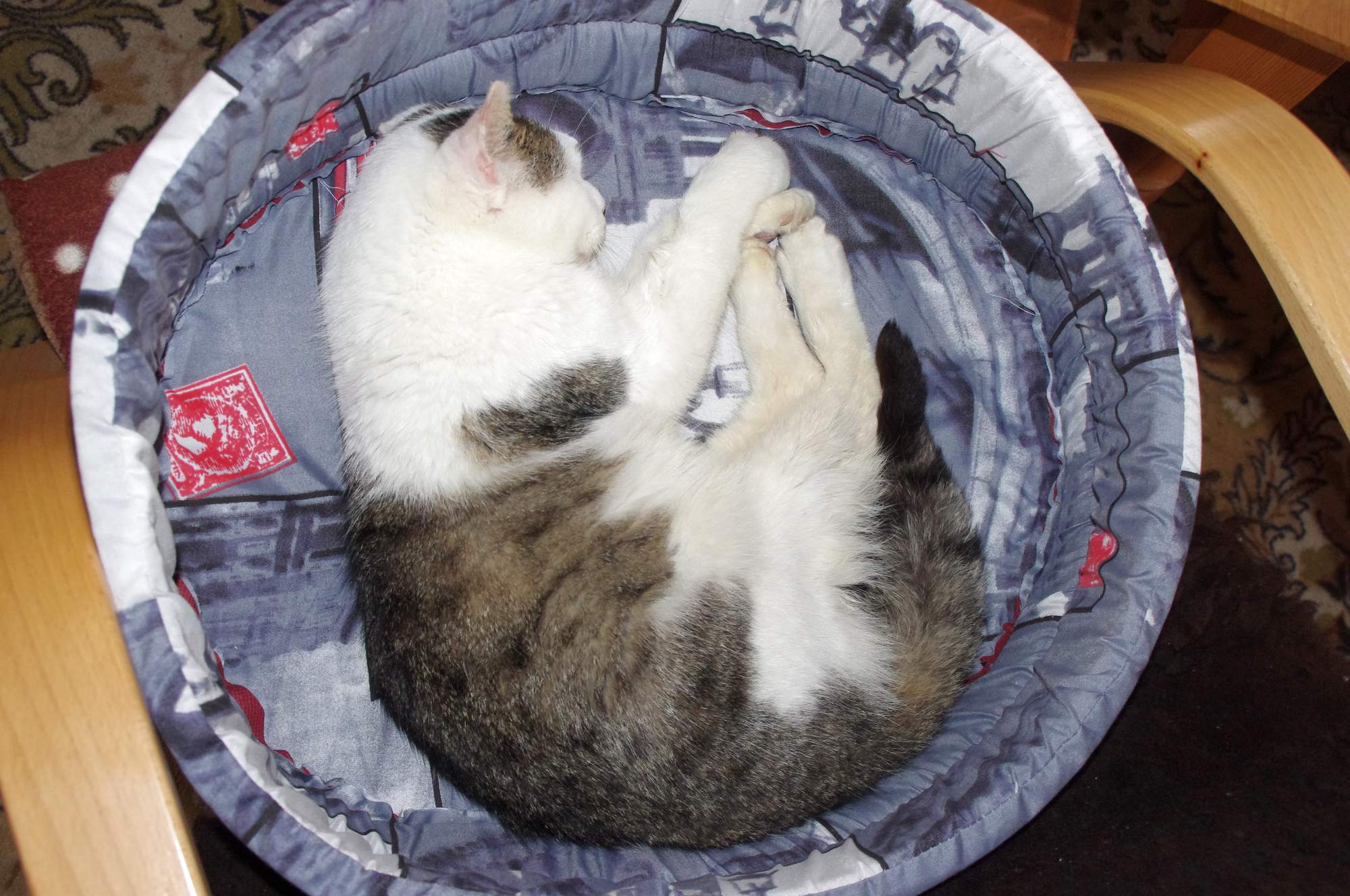 O cestování se zvířaty