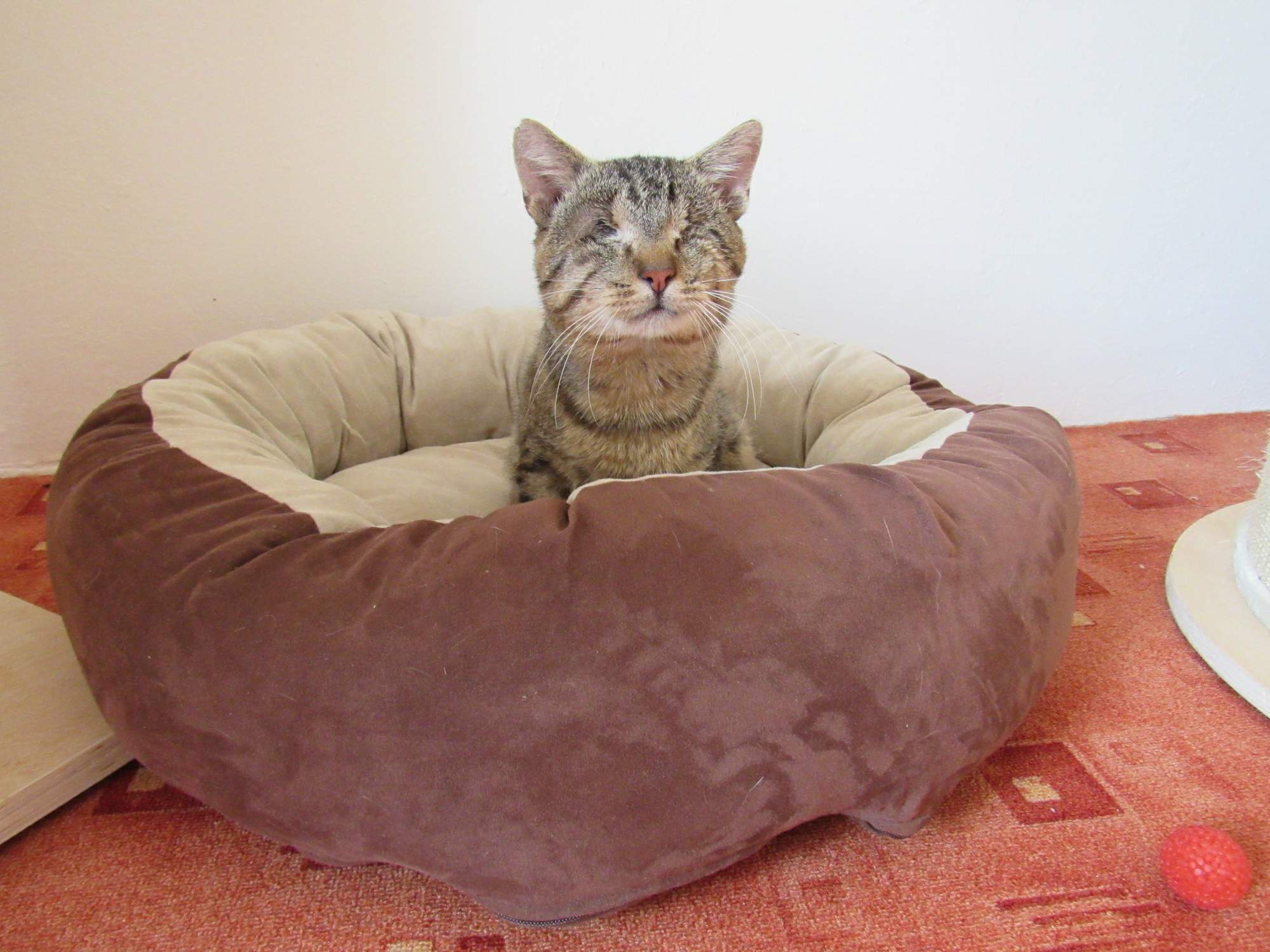 Adopce slepé kočky