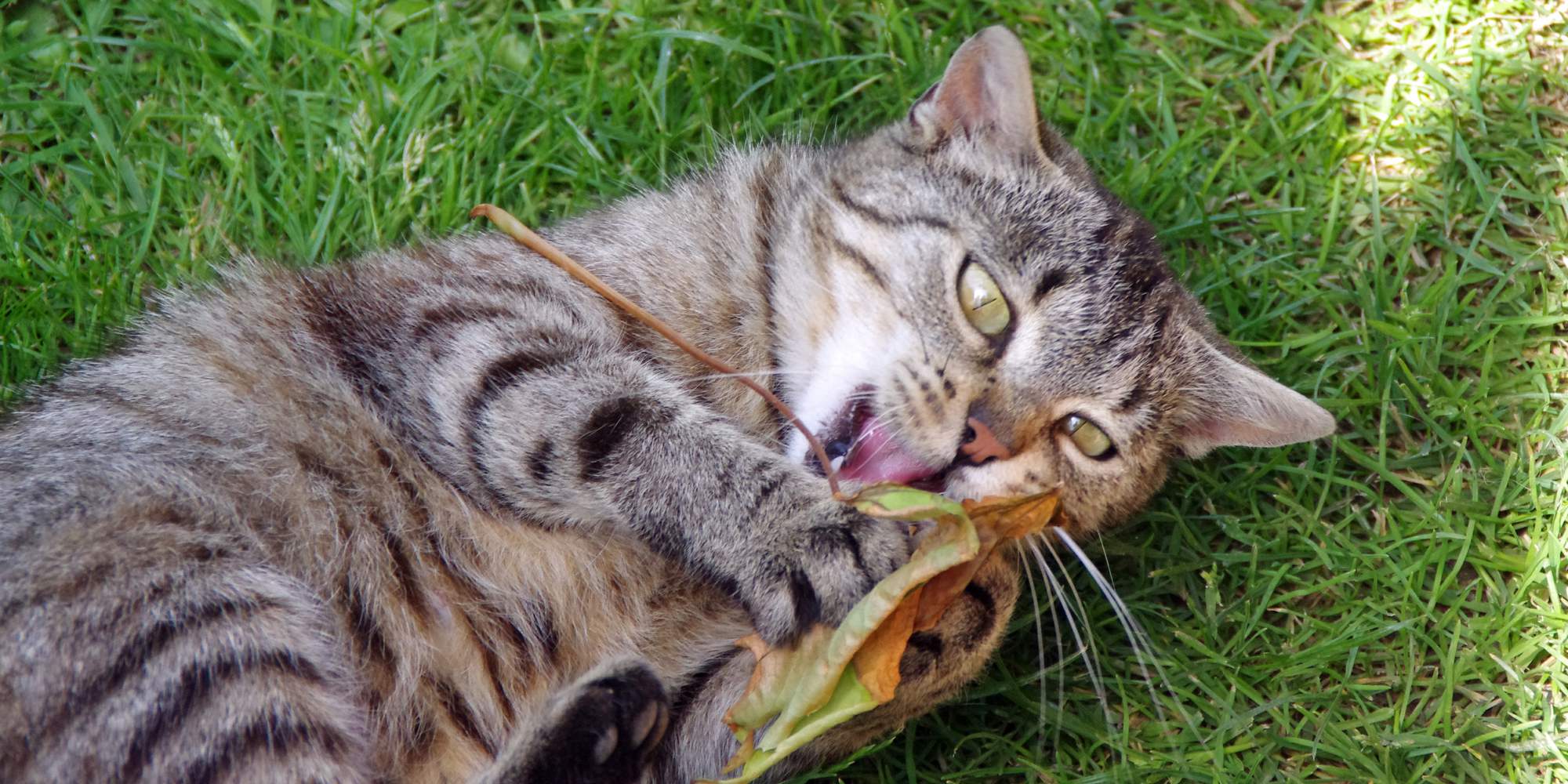 Horko netrápí jen nás, ale i psy a kočky