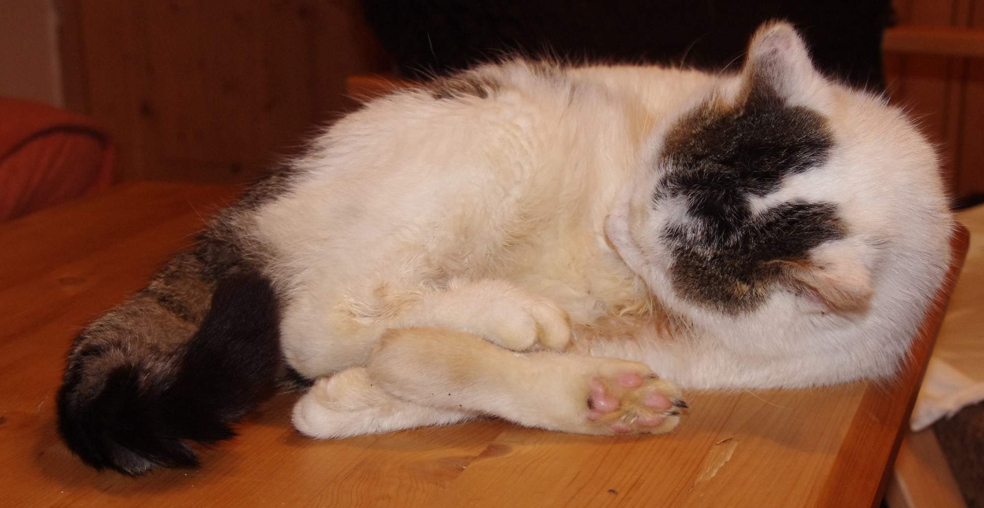 I bytová kočka může mít alergii na blechy