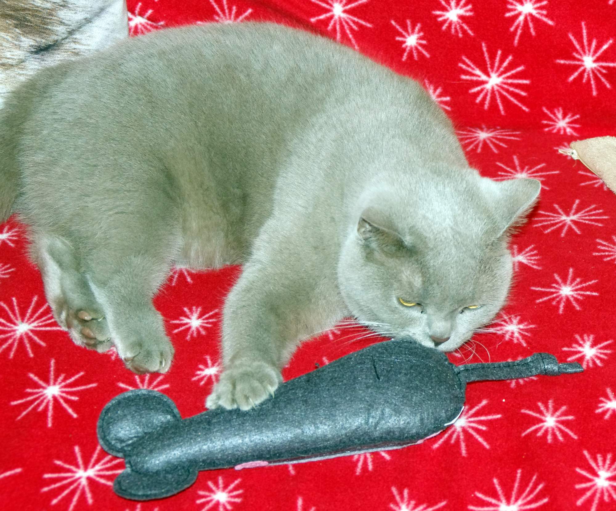 Balíme zavazadlo pro psa a kočku