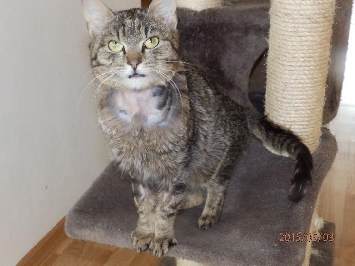 Podpořte kočičí útulek na Zlínsku