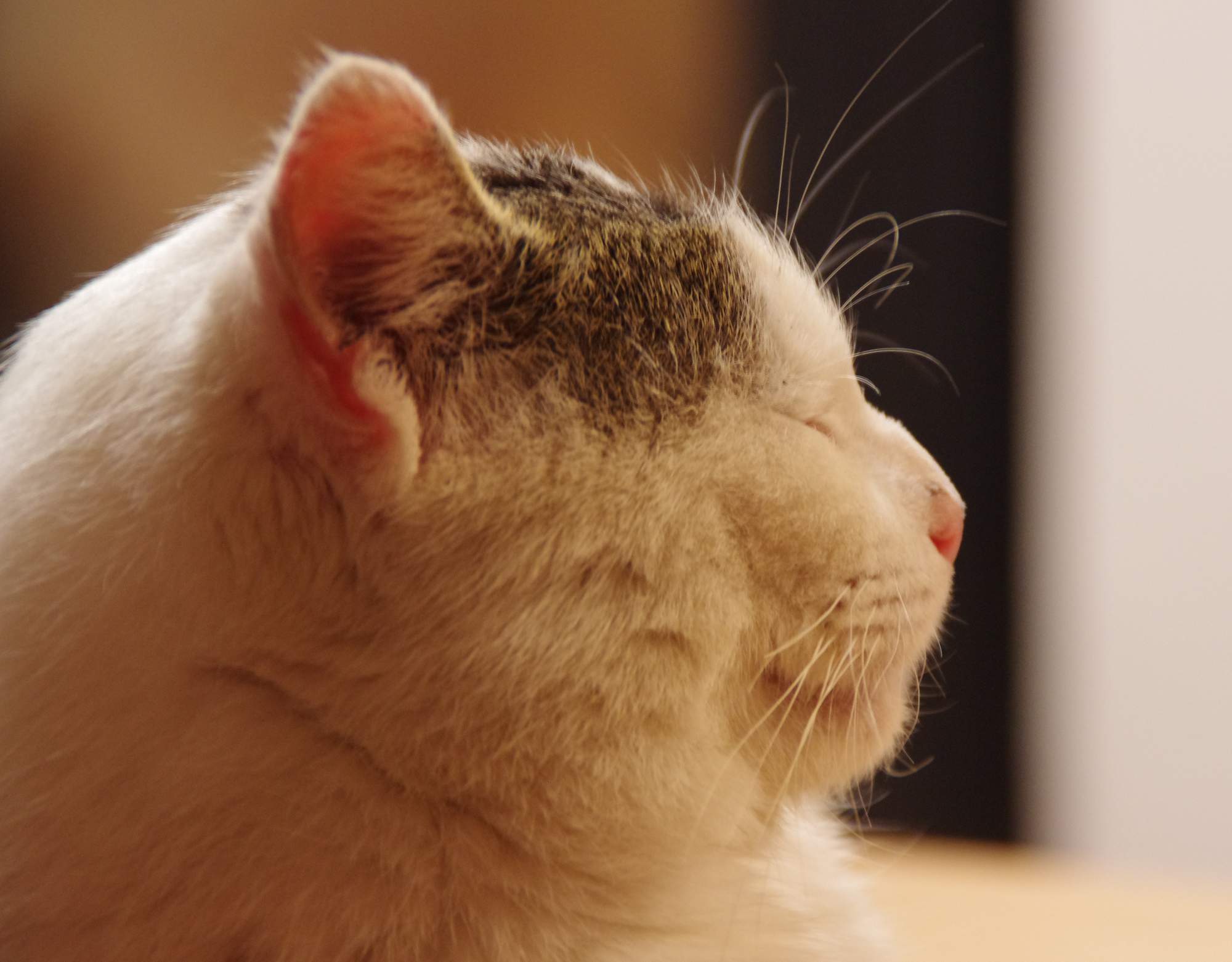 Den otevřených dveří v útulku 15. srpna 