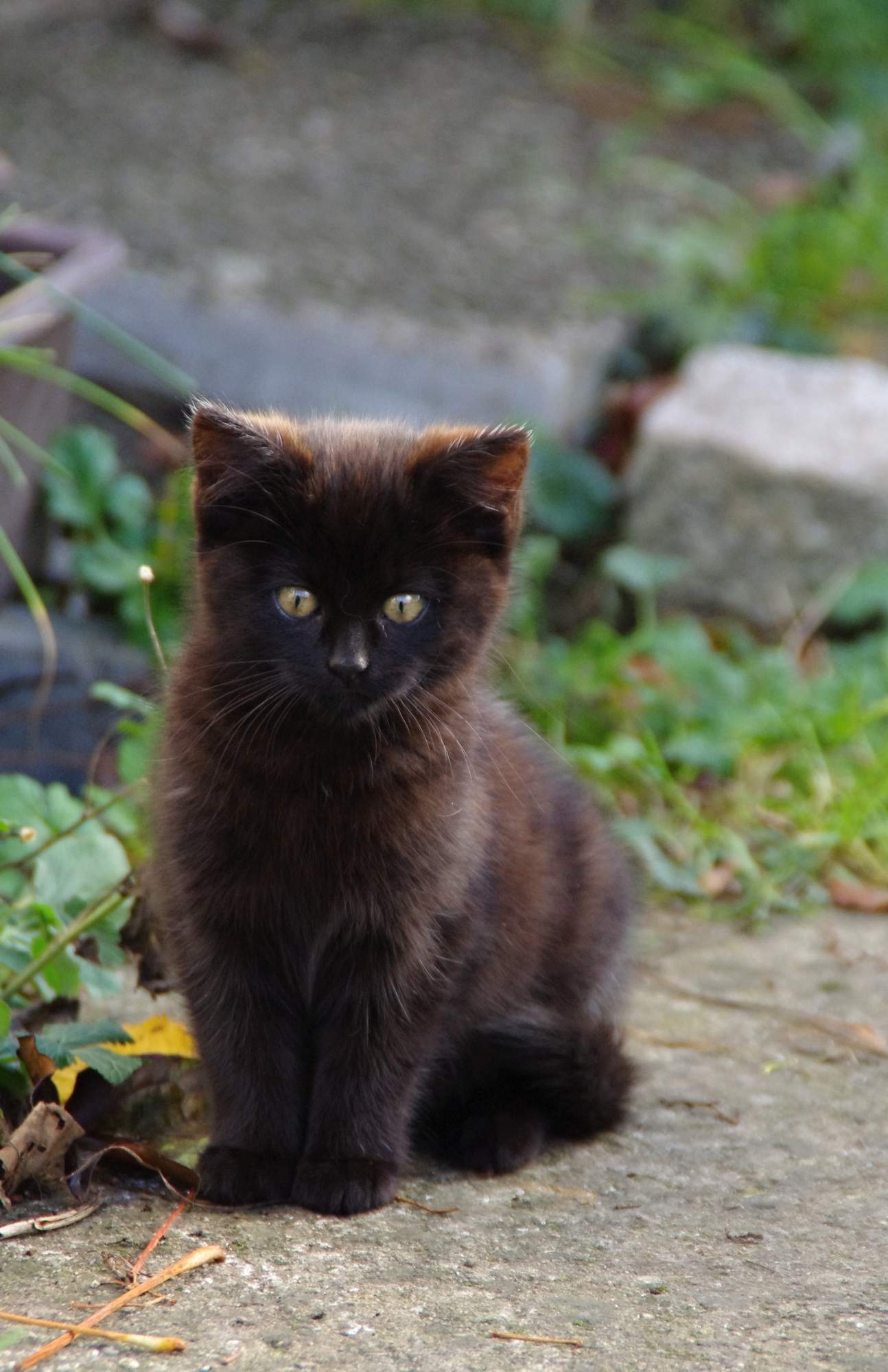 5 zásad o cestování s kočkou