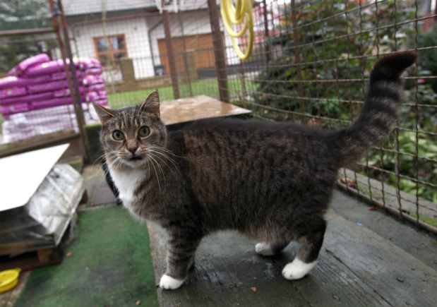 Půl roku plné misky 5000 psů a 3500 opuštěných koček