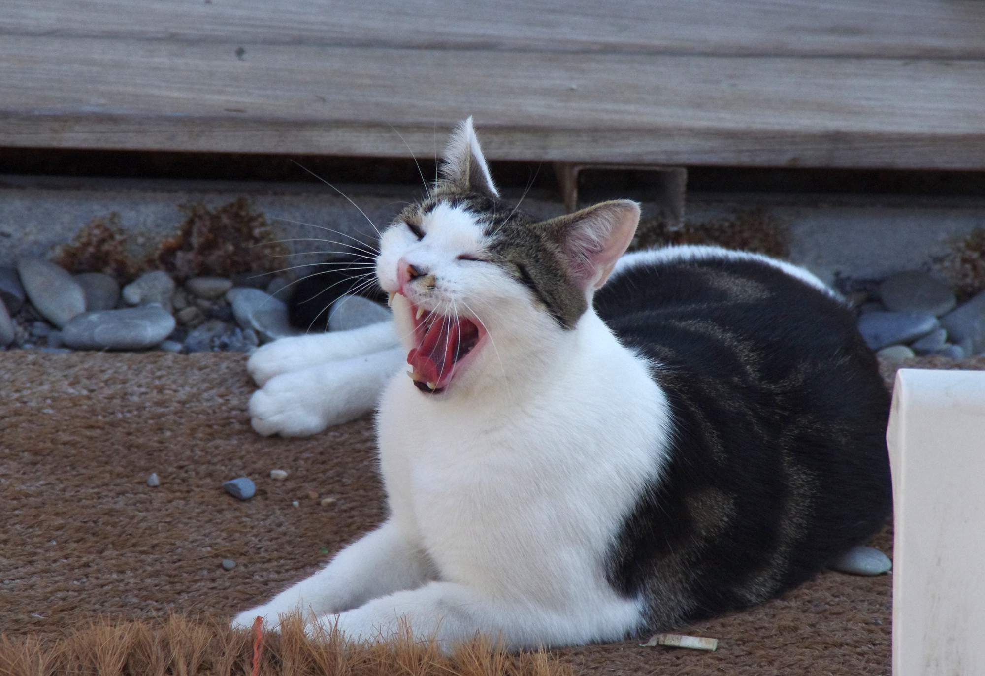 7 mýtů o kastraci psů a koček