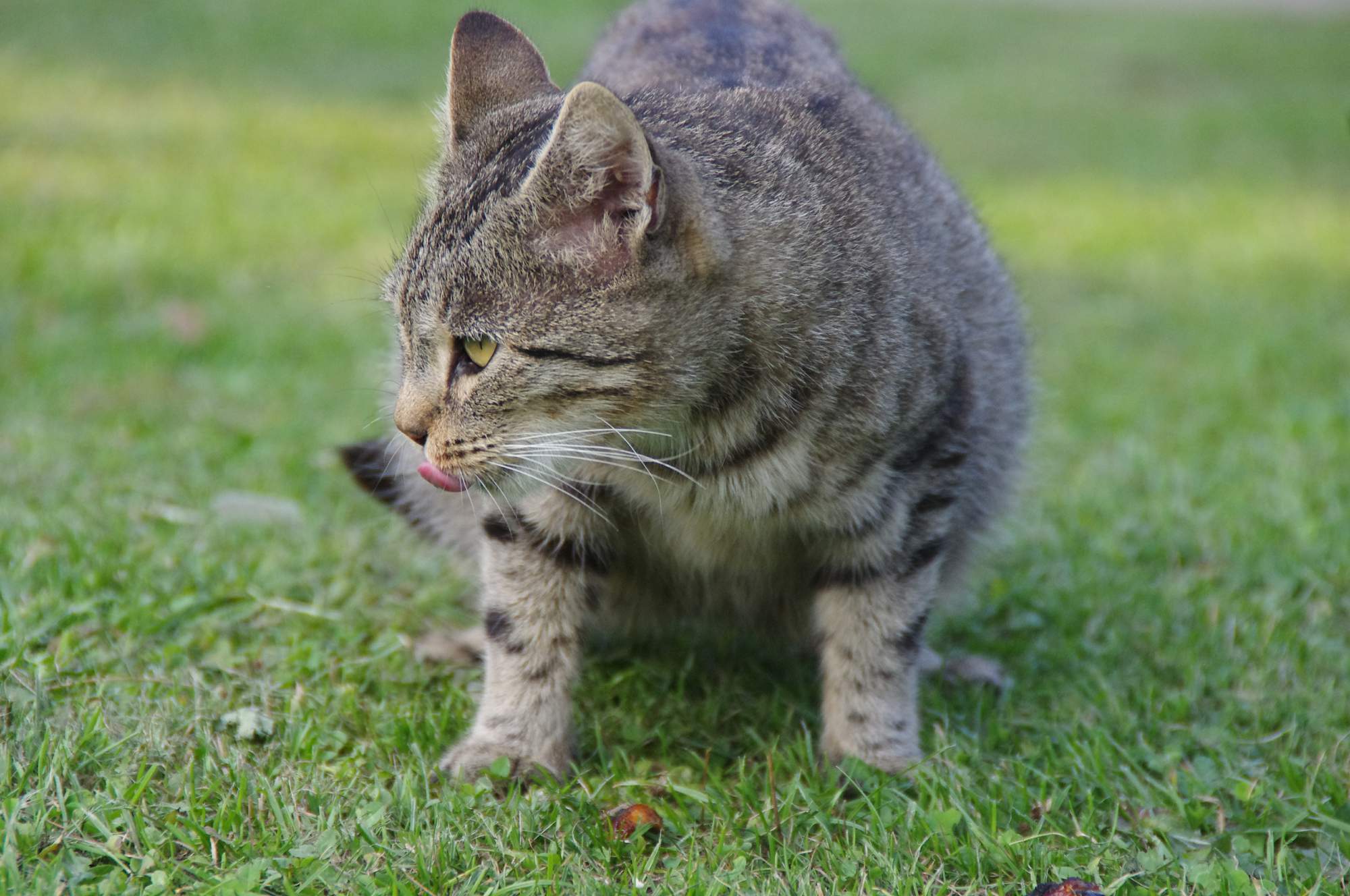 10. ročník umisťovací výstavy Sen zvířat