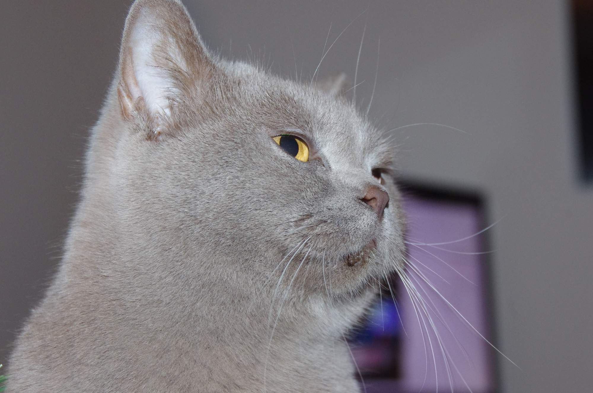 Pozvánka: Mezinárodní výstava koček Ostrava 3.-4. 10. 2015