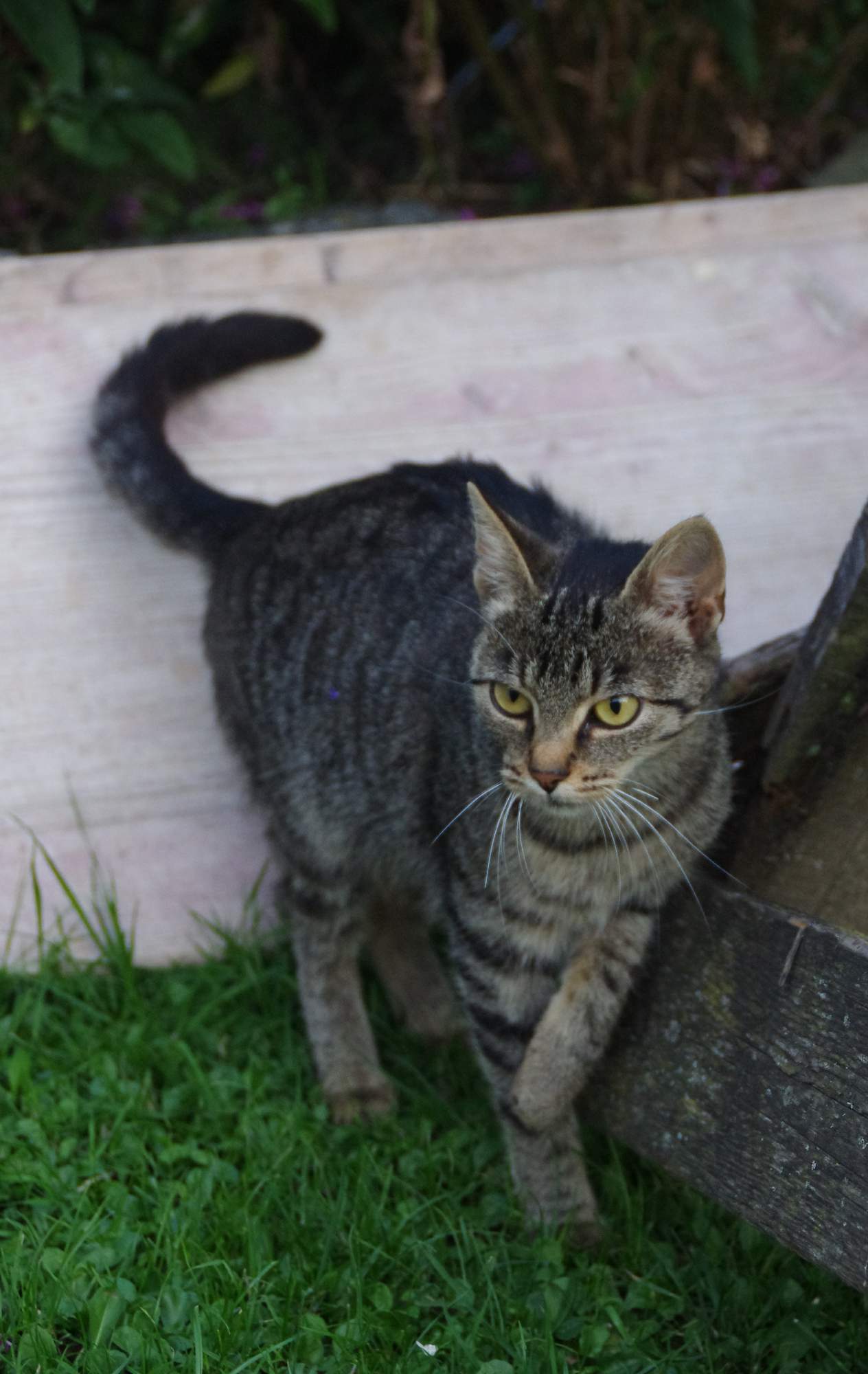 Ztratila se vám kočka? Nepanikařte a řiďte se našimi radami.