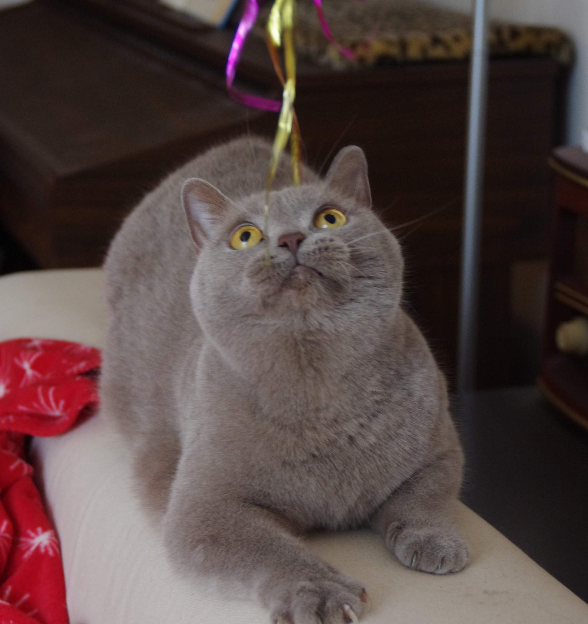 Otevře se kočičí kavárna i v Brně?