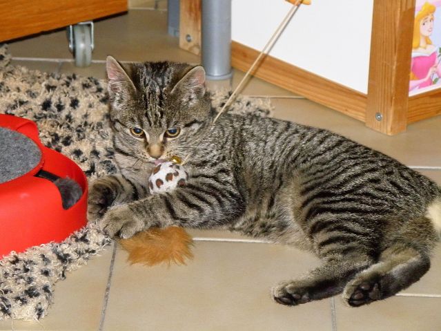 Kam o víkendu? Vybrat si kočičku!