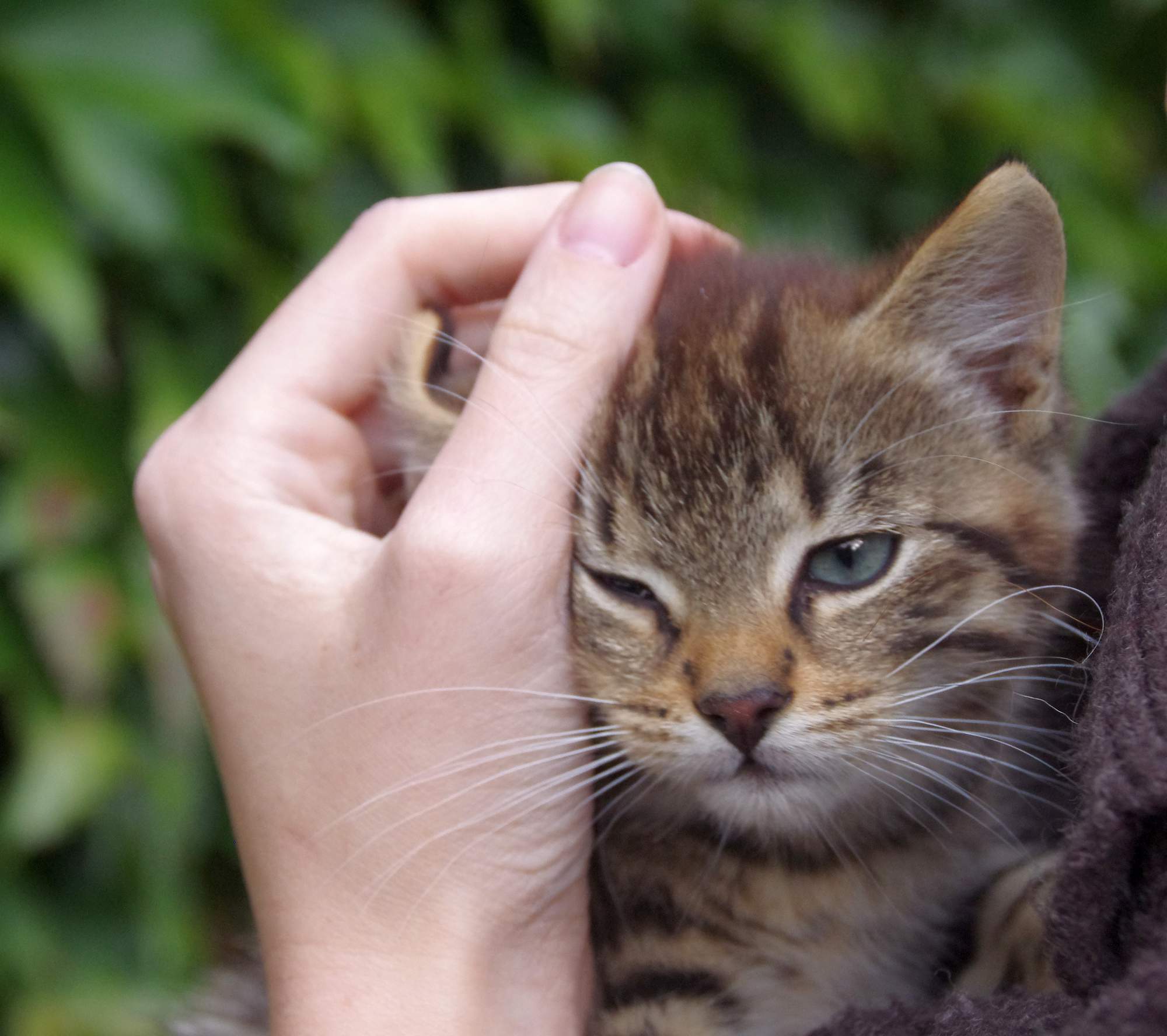 Jak kočku zbavit stresu?