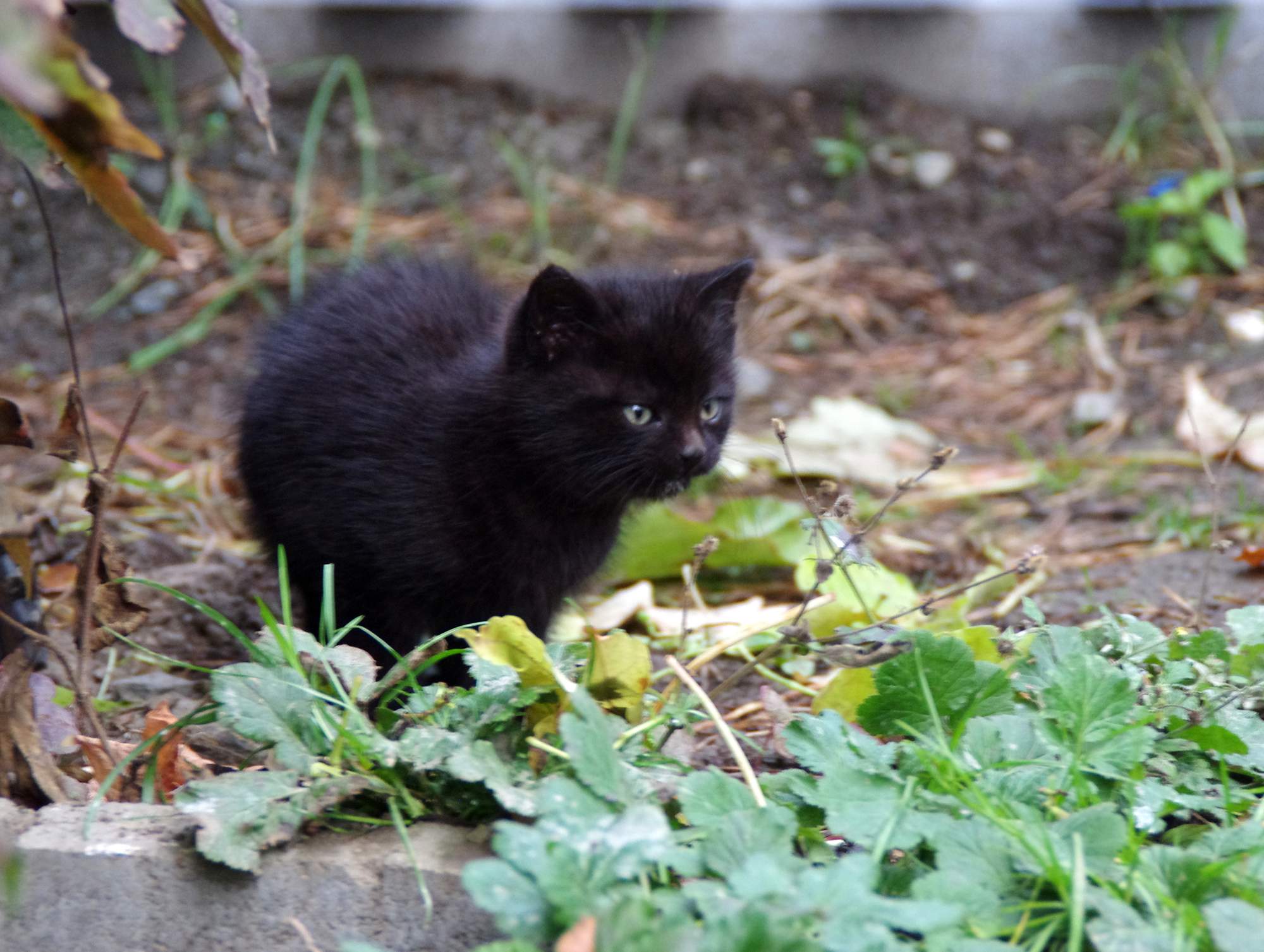 V září se ztratil rekordní počet domácích mazlíčků
