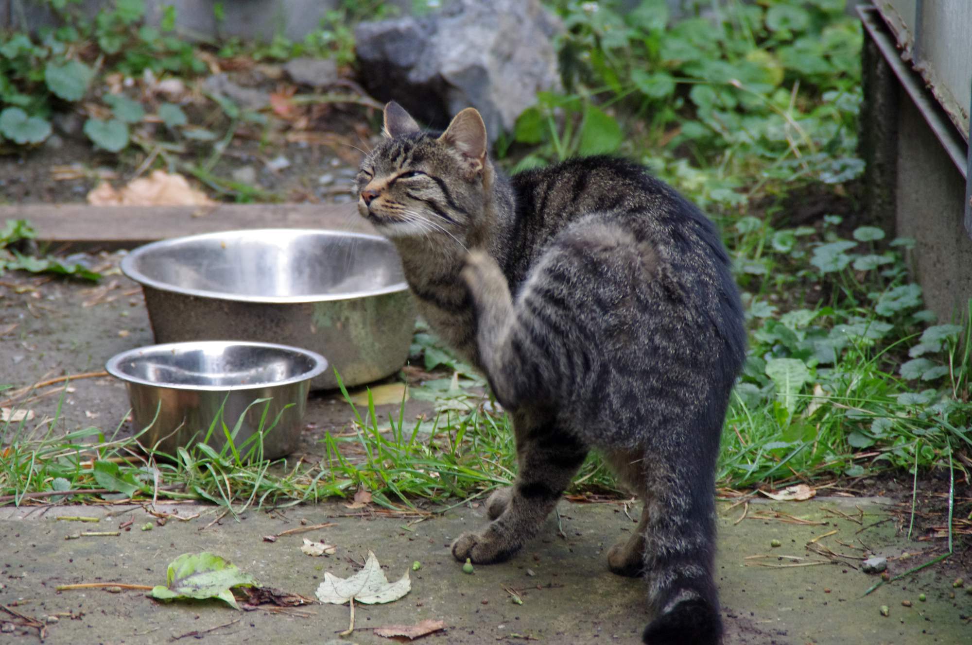 Pár jednoduchých rad o krmení koček
