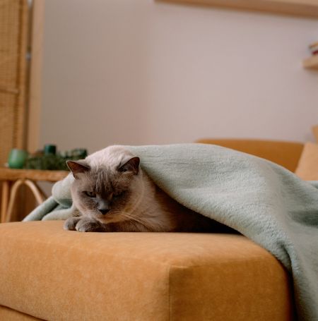 Klíšťata se k zimnímu spánku neukládají