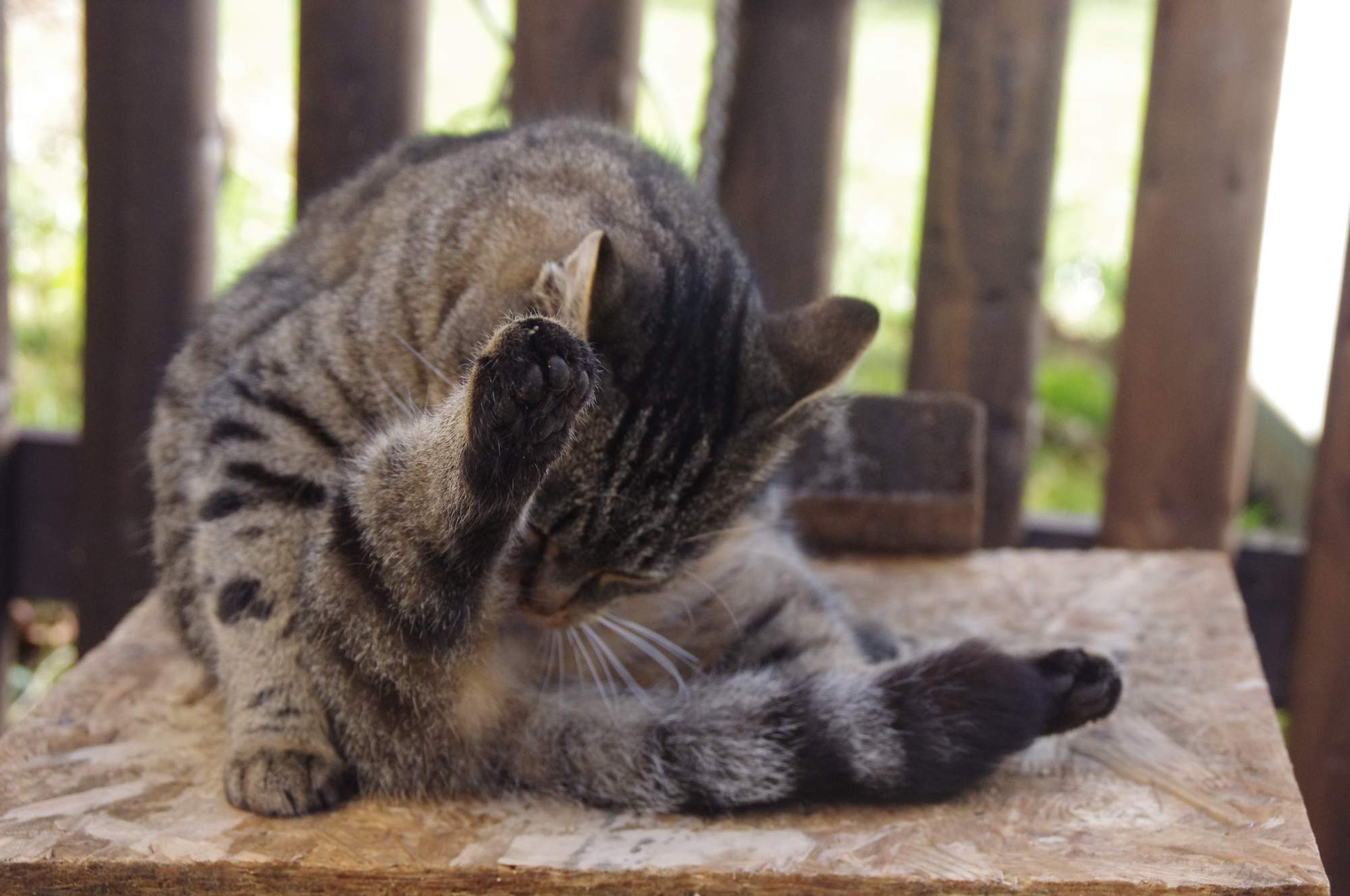 10 příznaků, že je vaše kočka ve stresu