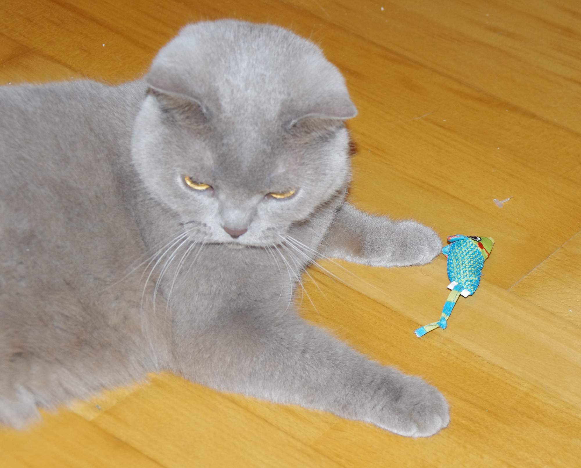 Strach z ohňostrojů a petard