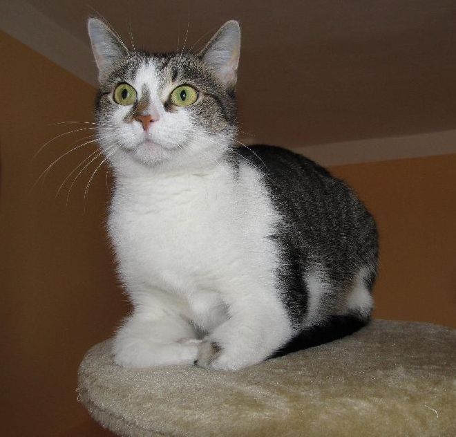 Pozvánka: únorová umisťovací výstava koček bez domova