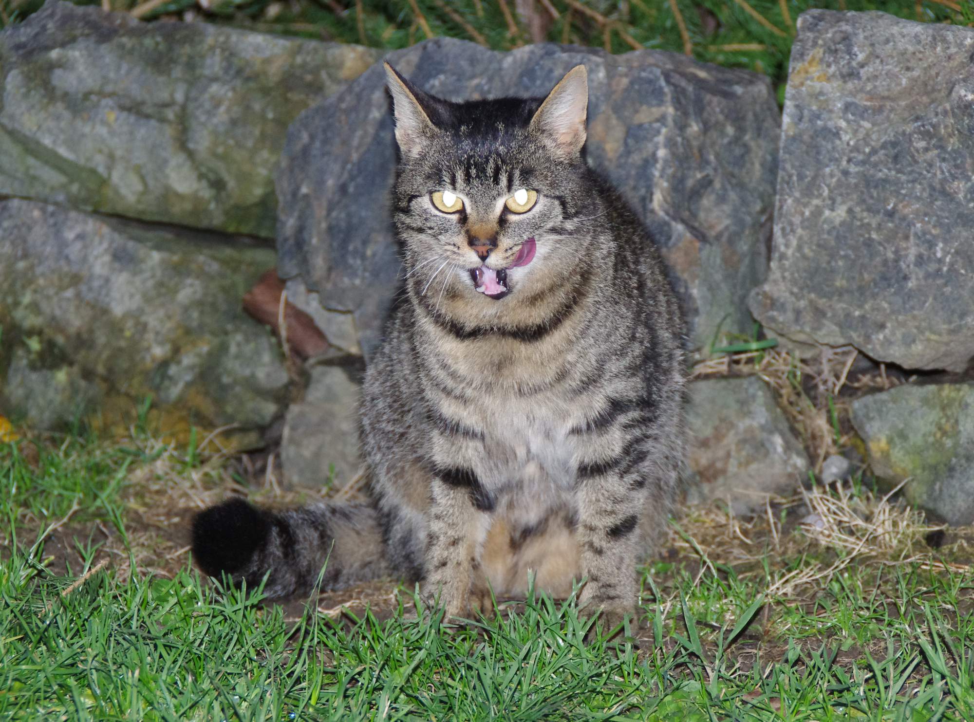 Kočka není malý pes, a to platí i ve výživě