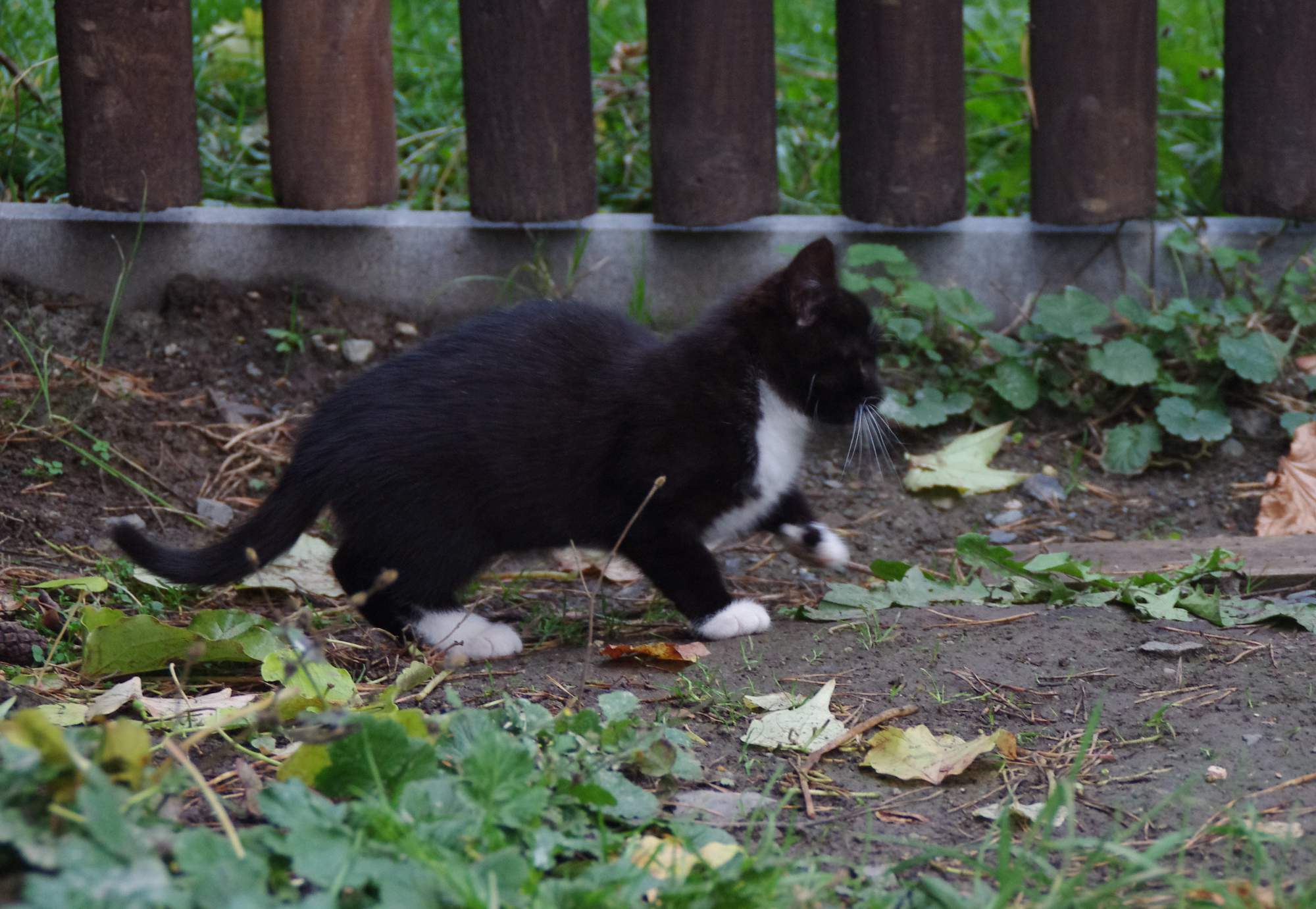 Jak poznat stáří kotěte?