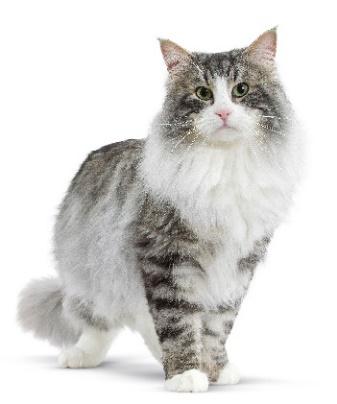 Pozor na stres u vašich zvířat