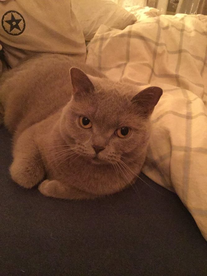 10 důvodů, proč je skvělé mít domácího mazlíčka