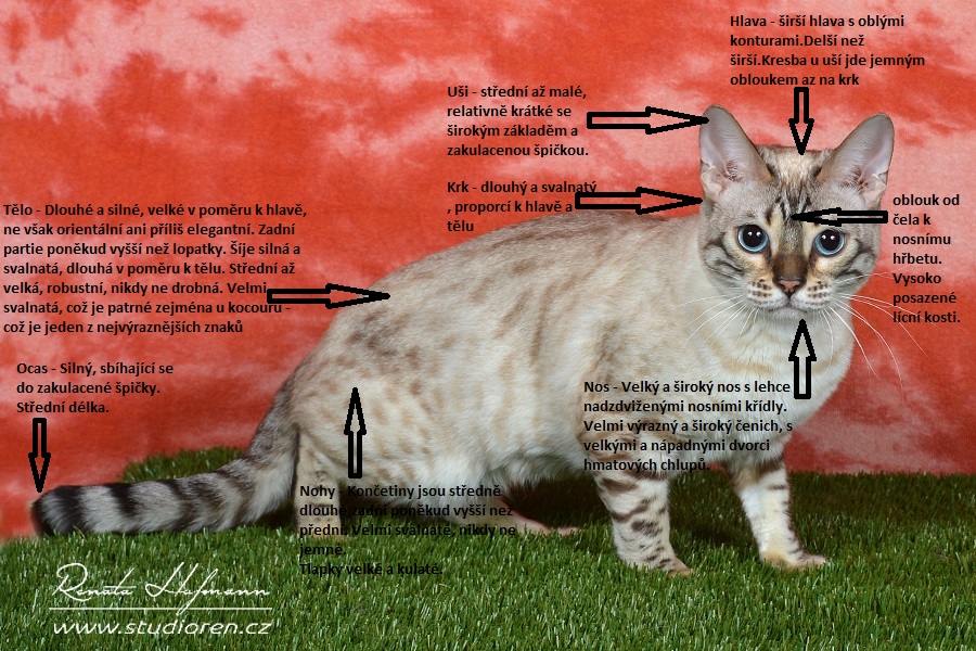 Jak vypadá standardní bengálská kočka?