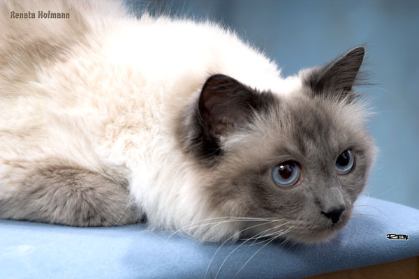 Jak poznat dobrého chovatele?