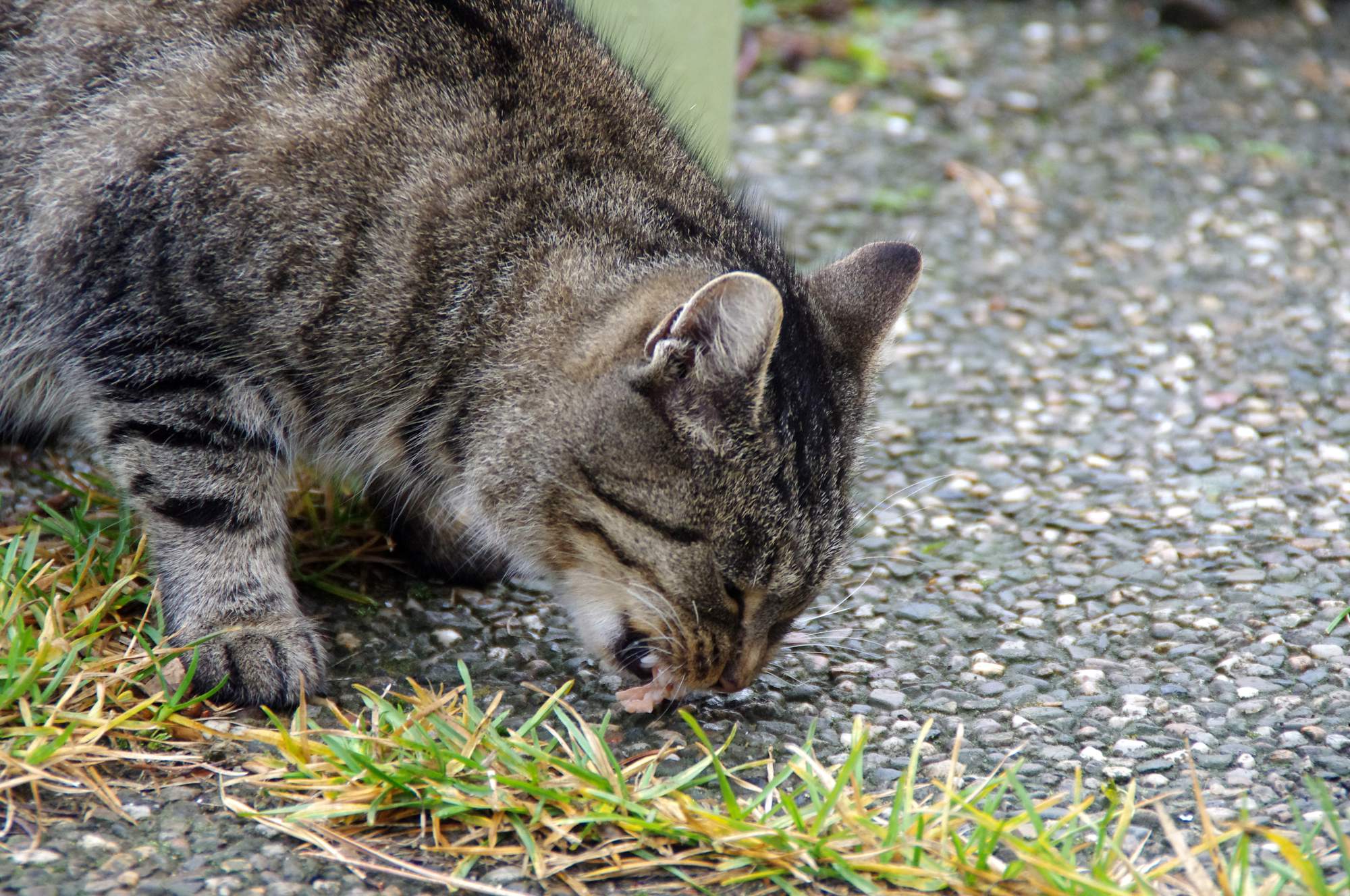 Staráte se o venkovní kočky?
