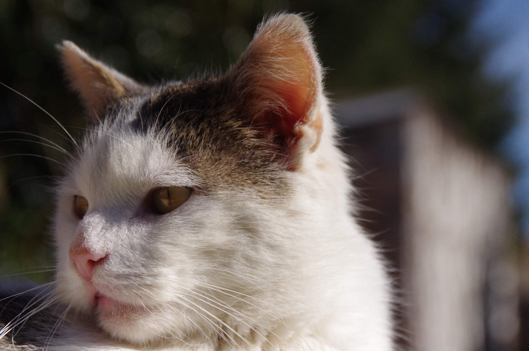 Hematom ušního boltce