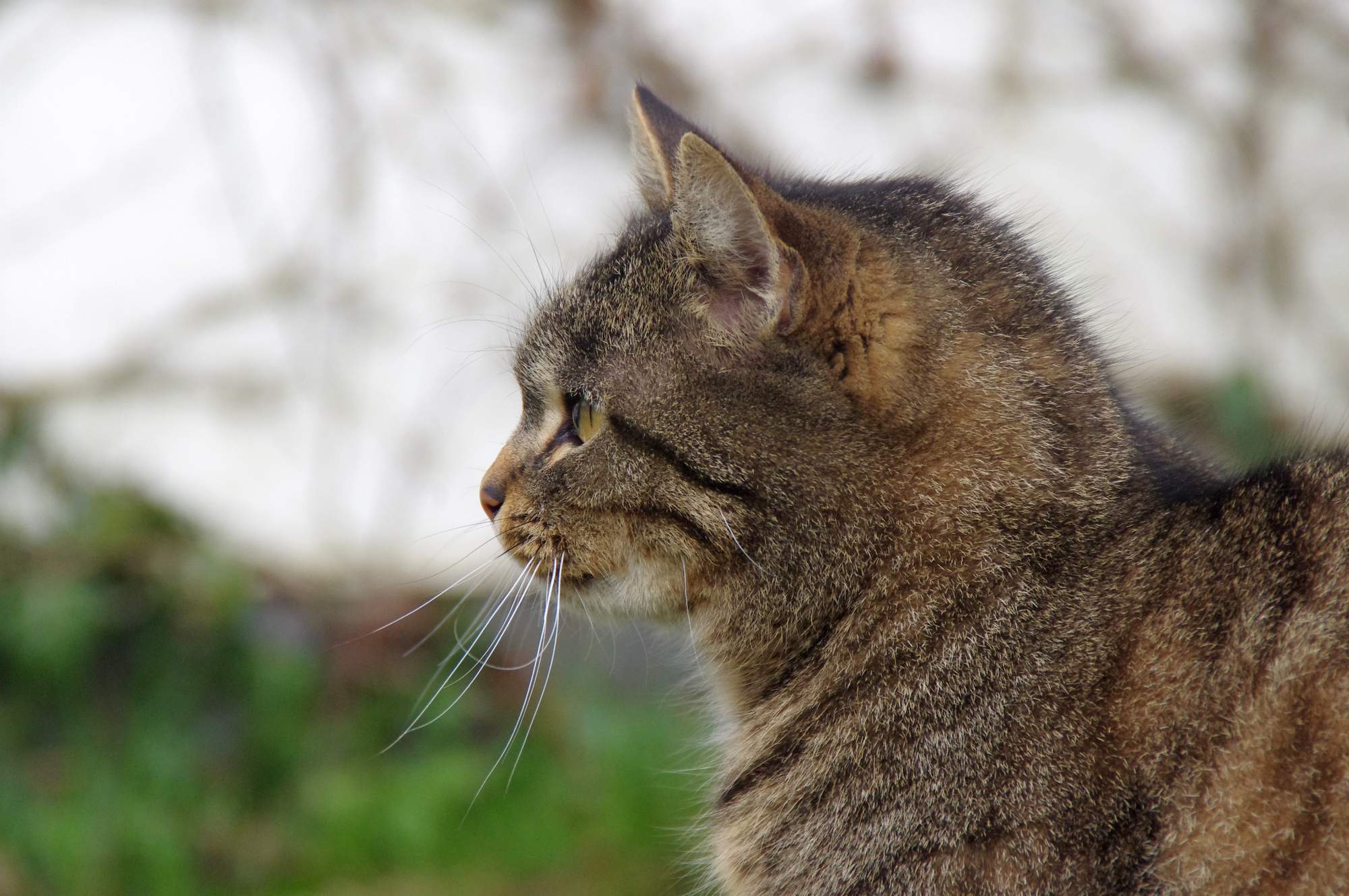 Co je to eliminační dieta?